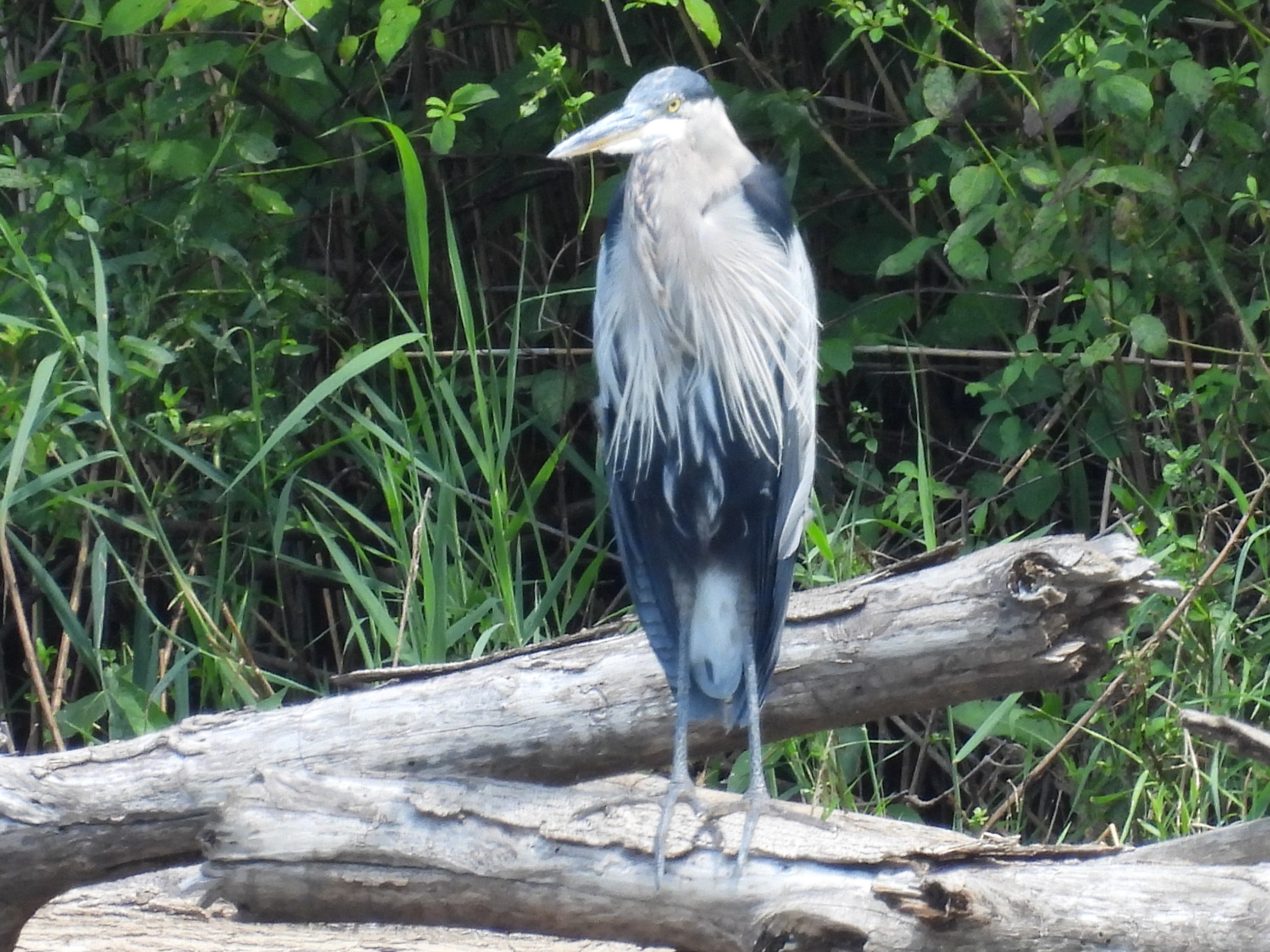 Great Blue, he's a chill dude