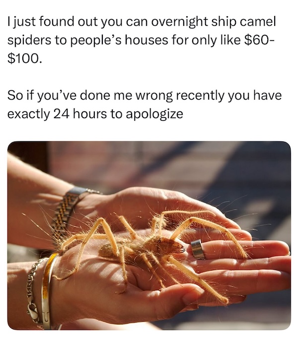 spider.jpg