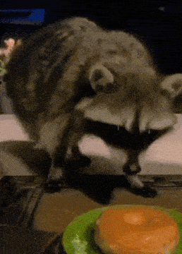 raccoonstealingdonutGIF.gif