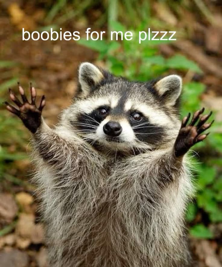 raccoonboobiesplease.jpg