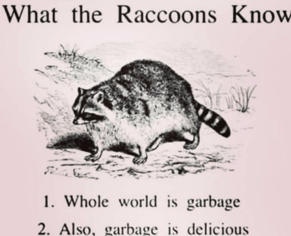 raccoons.jpg