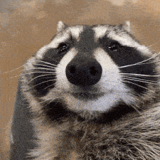 raccoonbeerGIF.gif