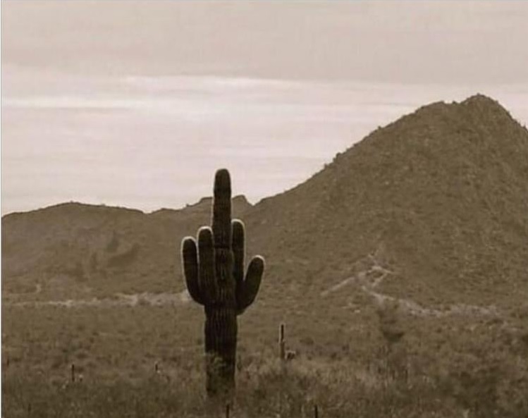 finger cactus.jpg