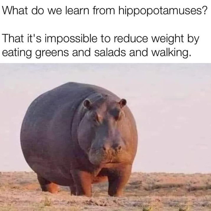 hippo.jpeg