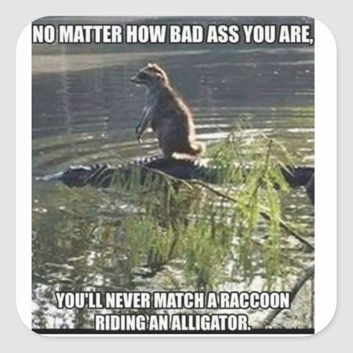 raccoonAlligator.jpg