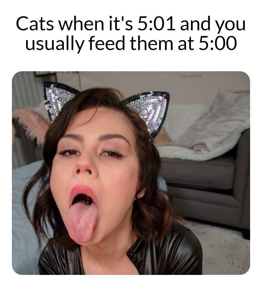 Cats-501.jpeg