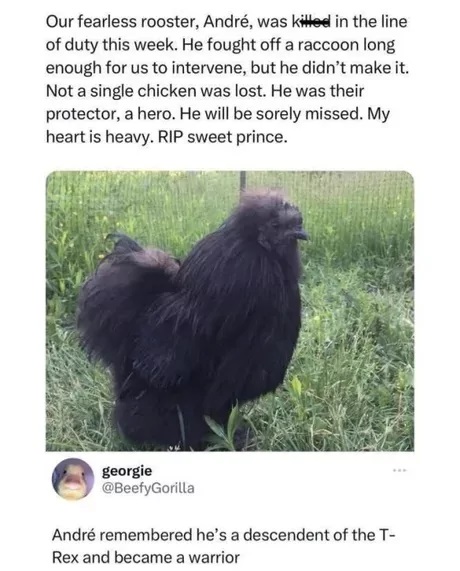 brave-rooster.jpg