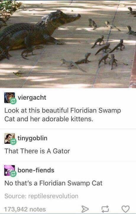 floridian-swamp.jpeg