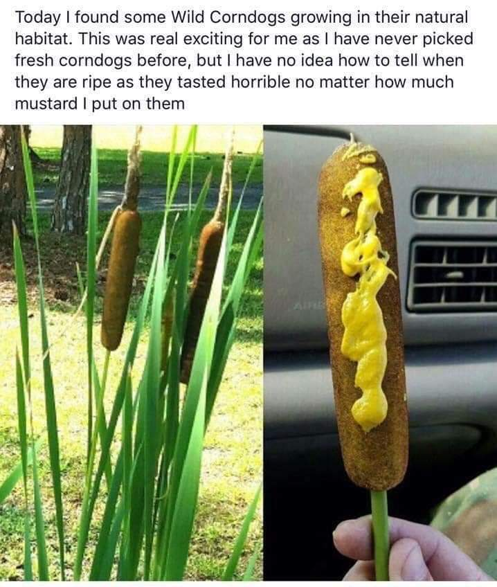 Wild-corndogs-nature-memes.png