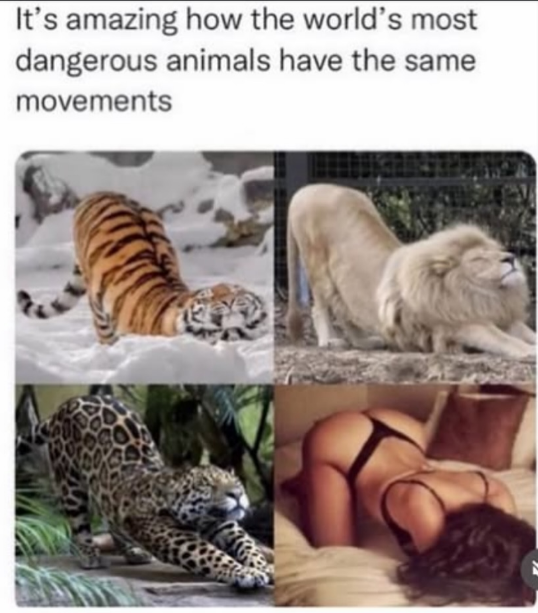 animal.png