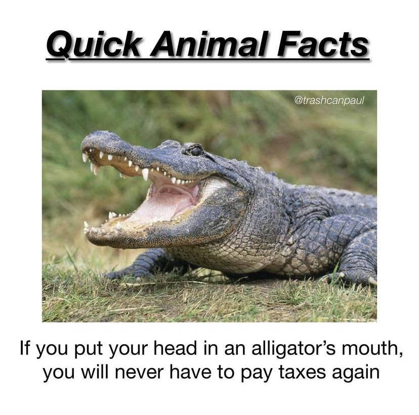 aligators.png