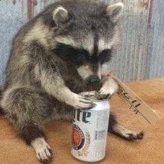 raccoonMillerLite.jpg