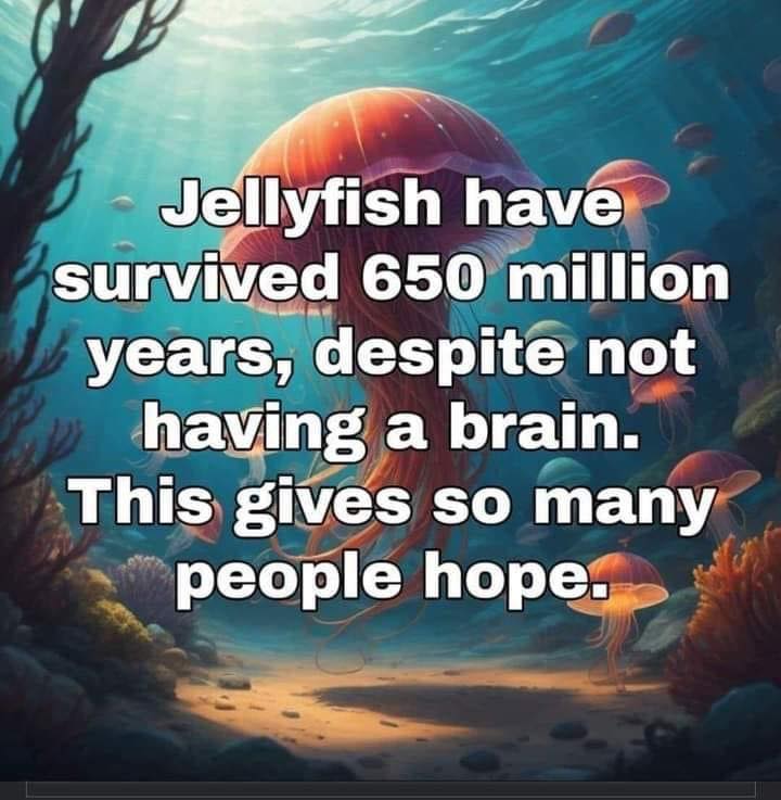 Jelly-fish.jpeg