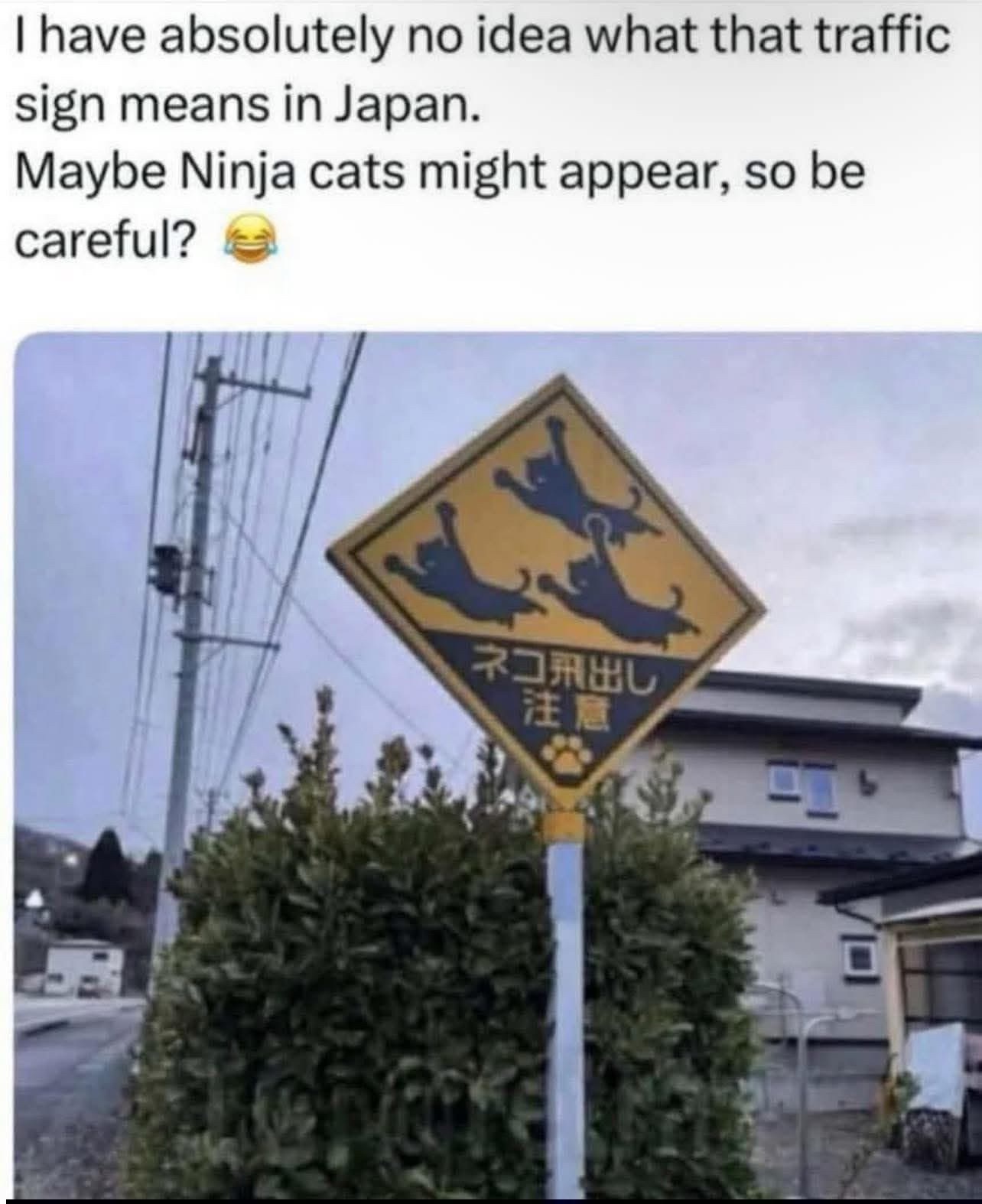 ninja-cats.jpeg