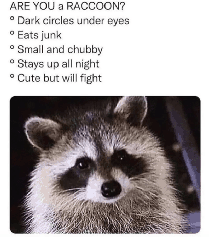 Racoon.png