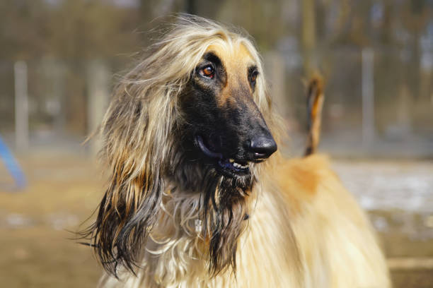 the-portrait-of-a-happy-afghan-hound-posing-outdoors-in-spring-2289803578.jpg