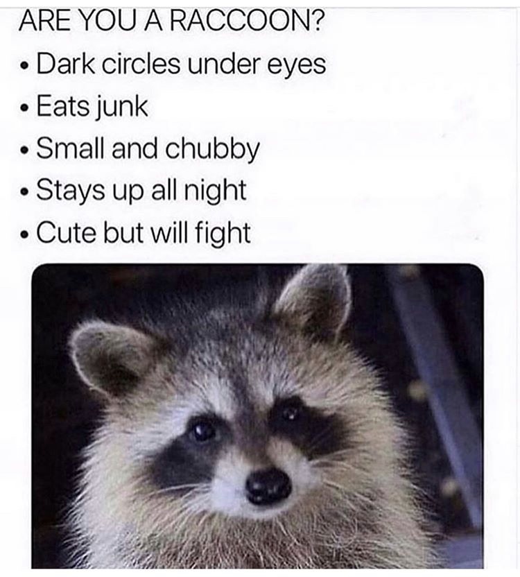 Are-you-a-racoon.jpeg