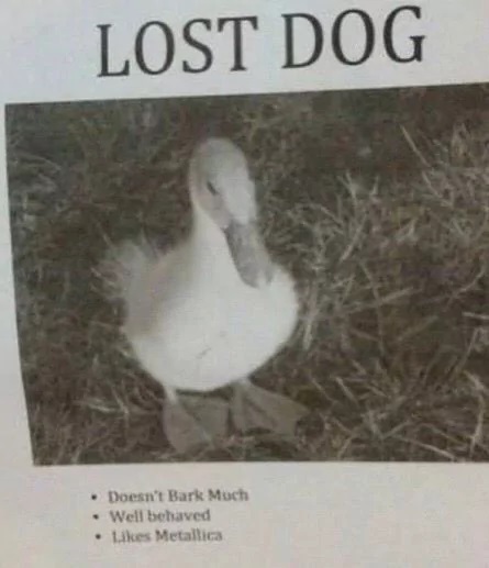Lost-dog.jpg