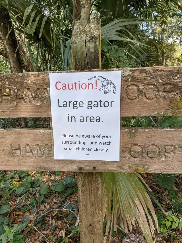 large-gator.jpg