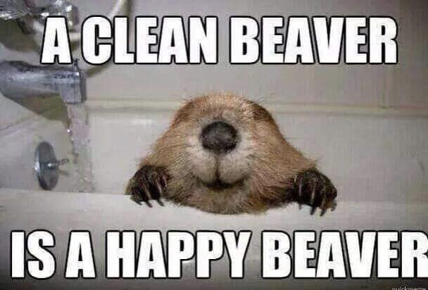Happy-beaver.jpeg