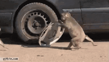 monkey-car.gif