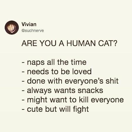human-cat.jpeg