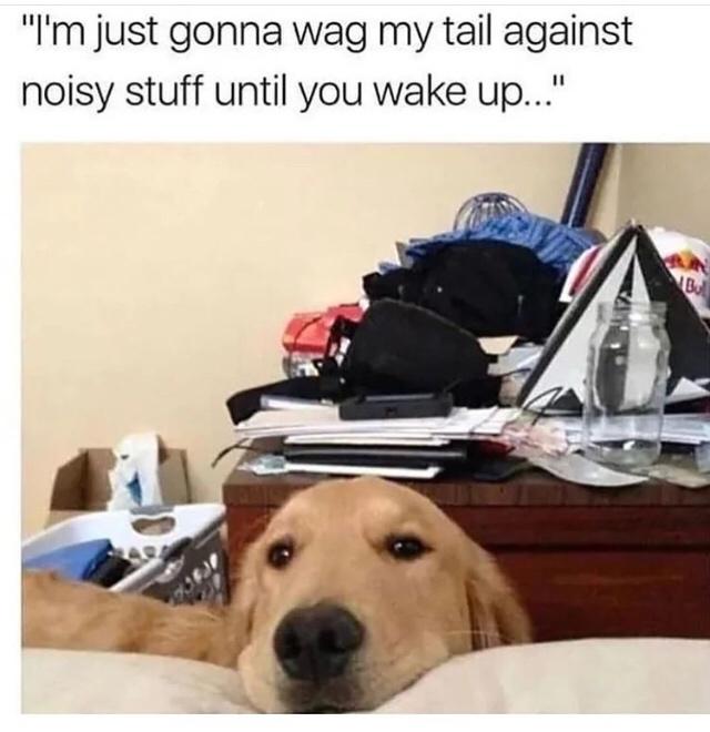 Wag-my-tail.jpeg