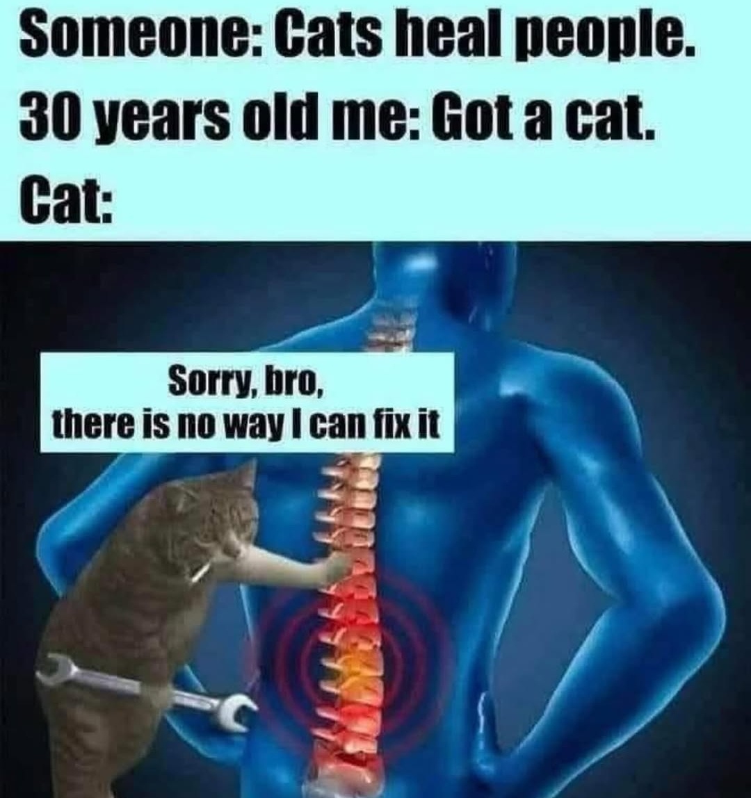 cats-heal.jpeg
