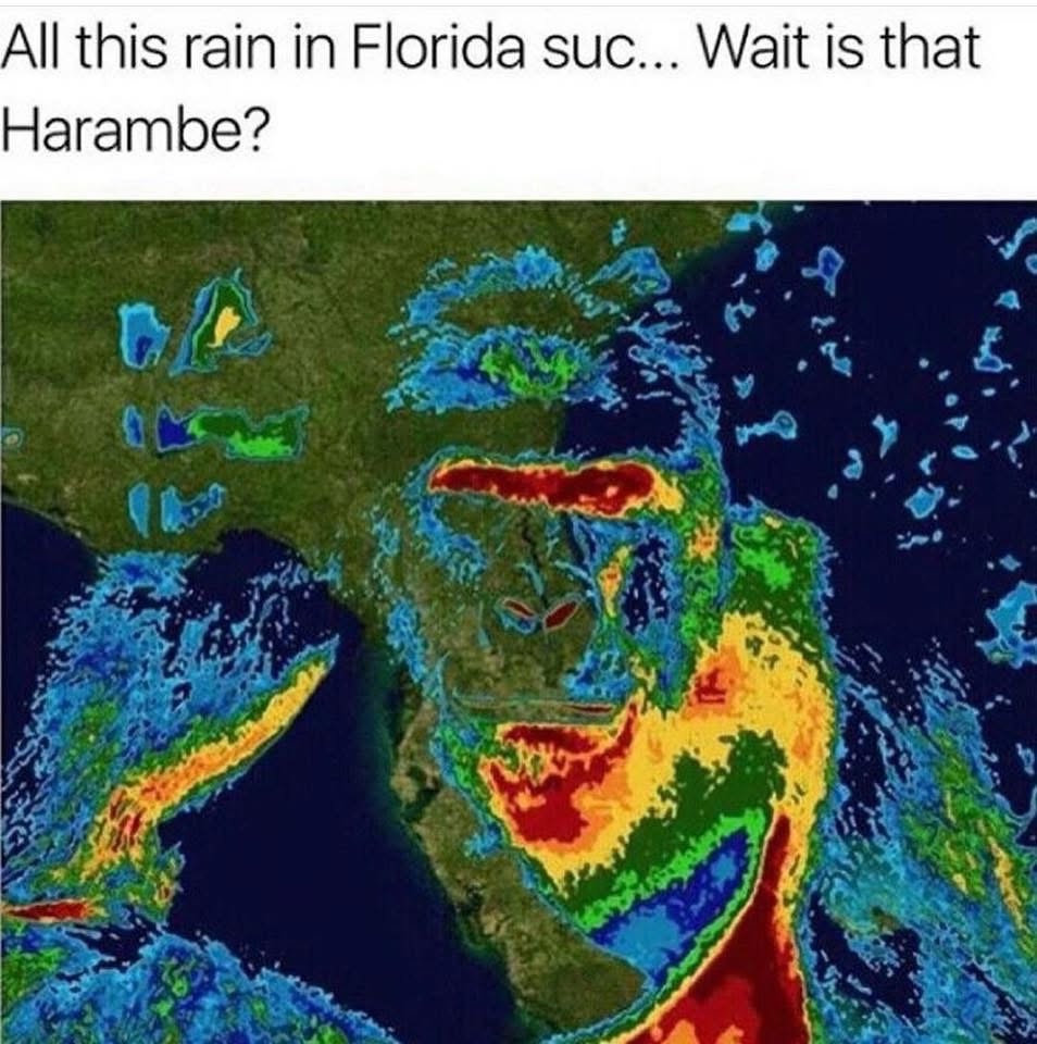 All-this-rain-in-florida.jpeg
