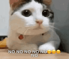 IMG_3650.gif