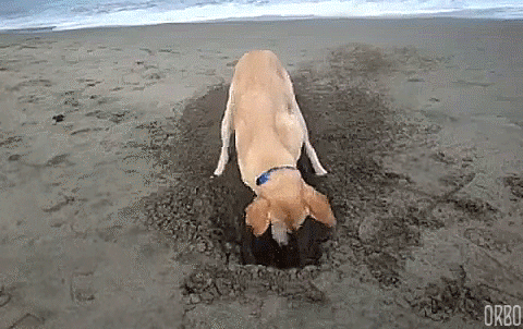 1000013090.gif