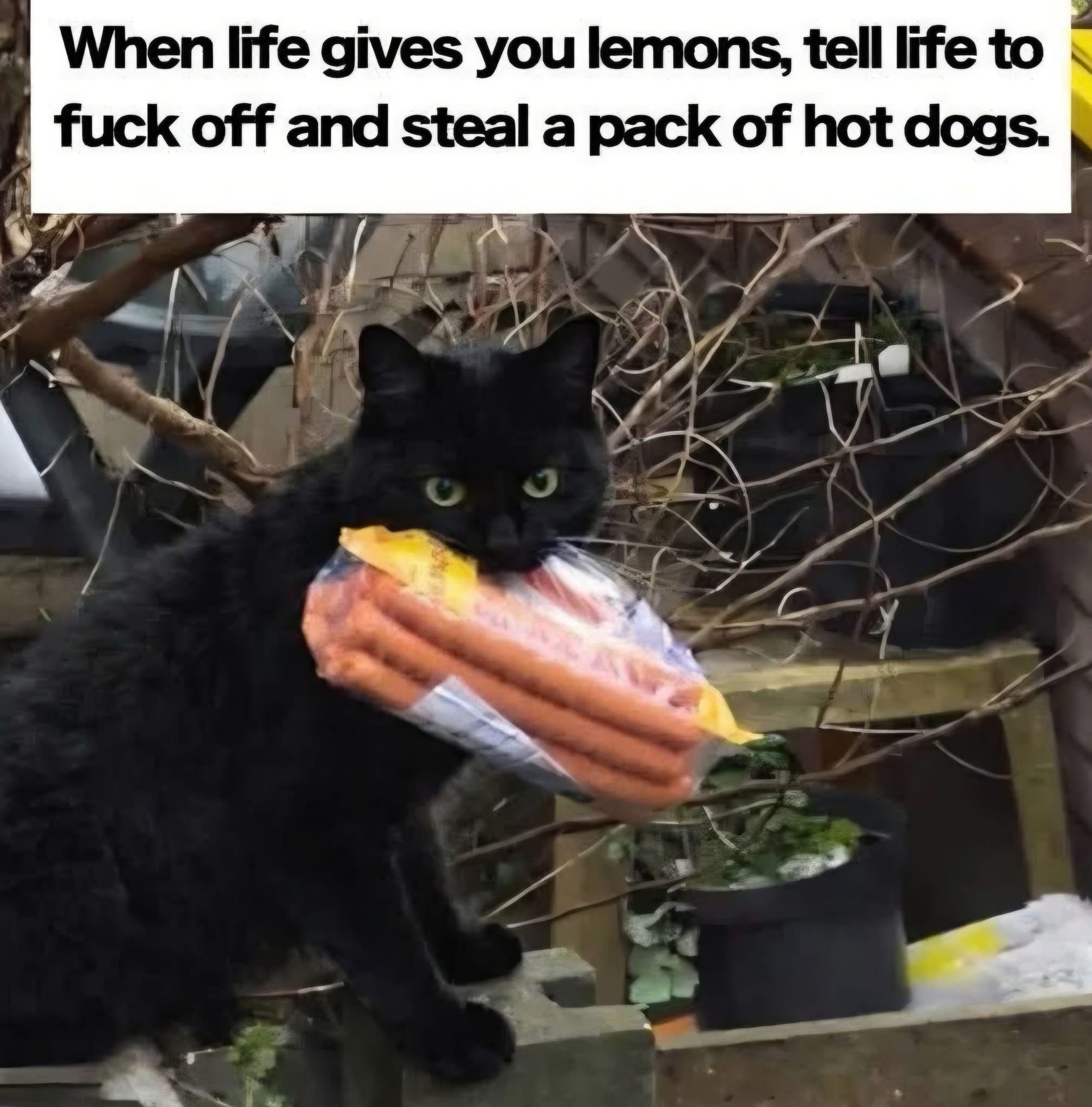 lemons.jpeg