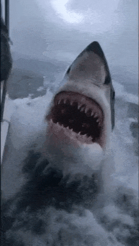626245.gif
