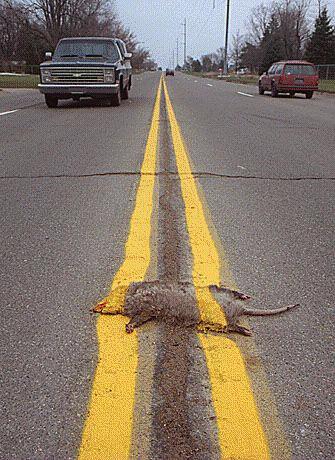 Painted-on-dead-rat.jpg