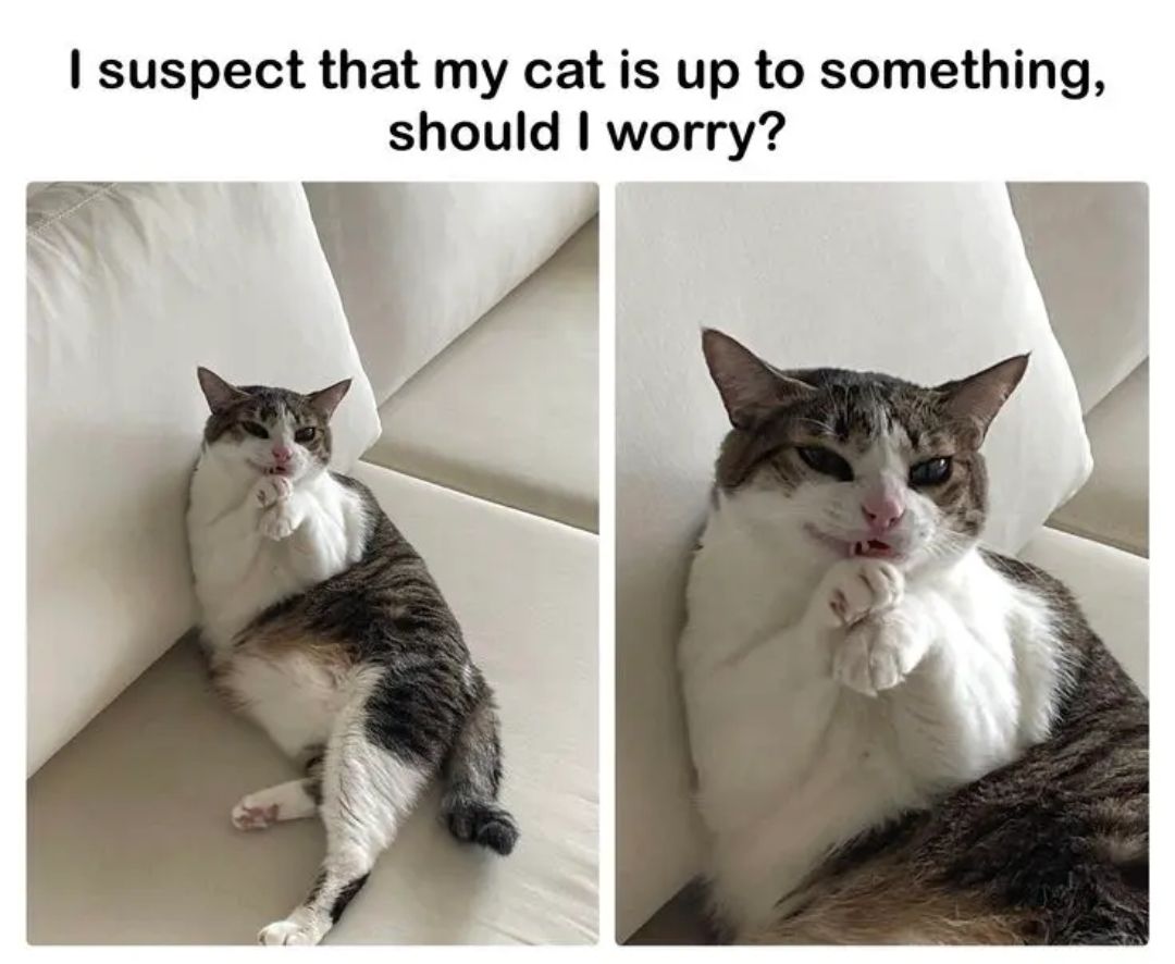 cat-is.jpeg