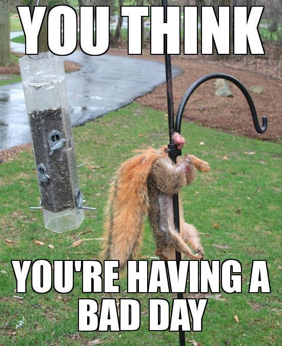 Squirrel-stick.jpg