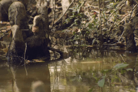 image.gif