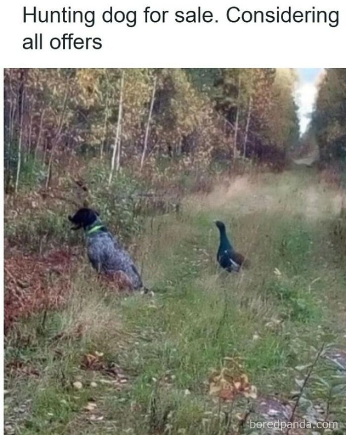 Hunting-dog-for-sale.jpg