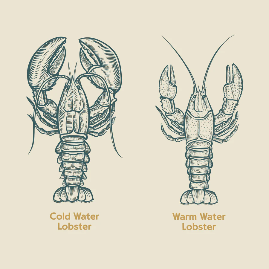 ColdvsWarmLobster_900x.webp