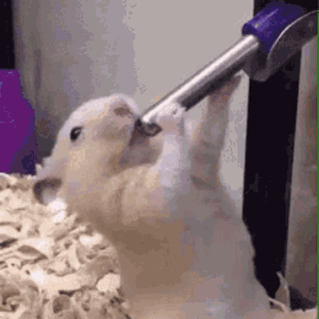 IMG_3738.gif