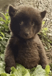 1000047790.gif
