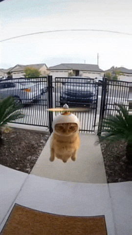 IMG_3737.gif