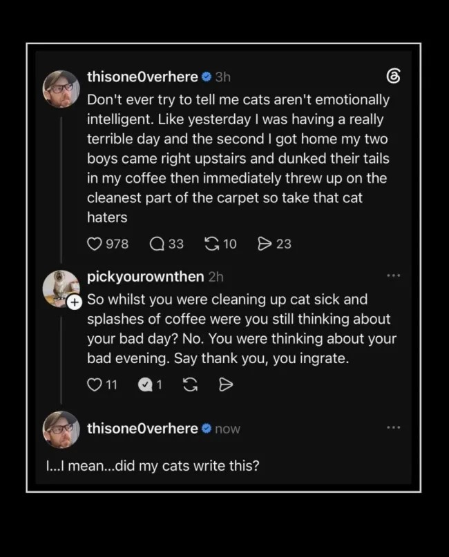 cat-memes.jpg