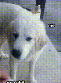 IMG_7012.gif