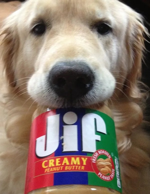 butter_dog.jpg