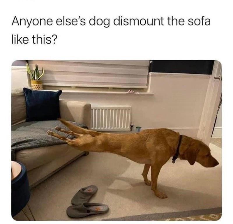 dismounts.jpeg