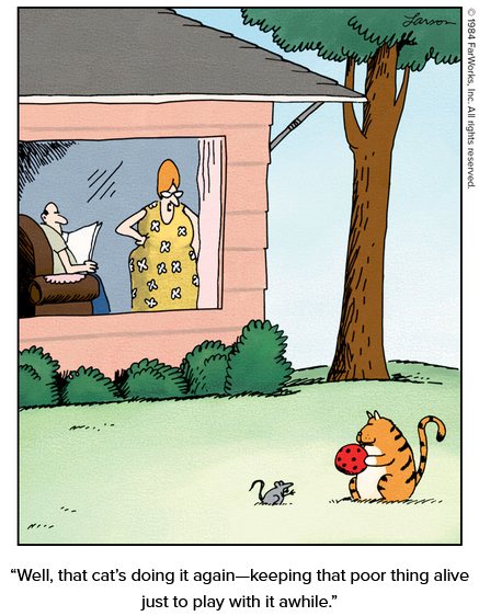 cat play.png