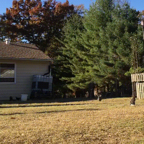 gifdump_1222_11.gif