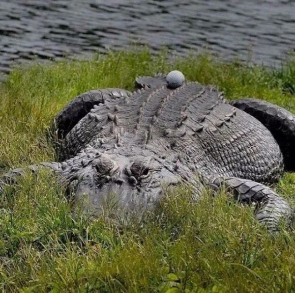 Golf-30.jpg