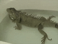 image.gif